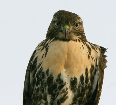 Buse  queue rousse juvnile - Red-tailed Hawk