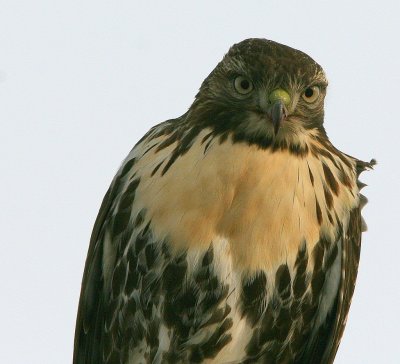 Buse  queue rousse juvnile - Red-tailed Hawk