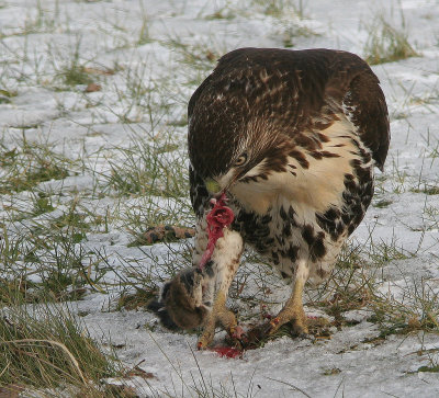 Buse  queue rousse juvnile - Red-tailed Hawk