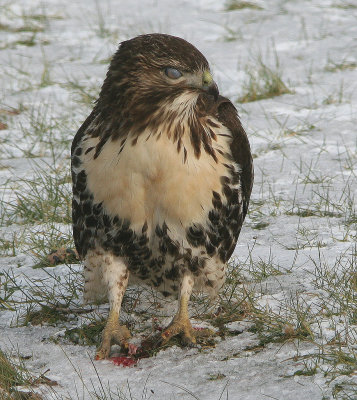 Buse  queue rousse juvnile - Red-tailed Hawk