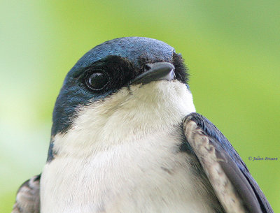 Hirundinids - Hirondelles (Swallows)