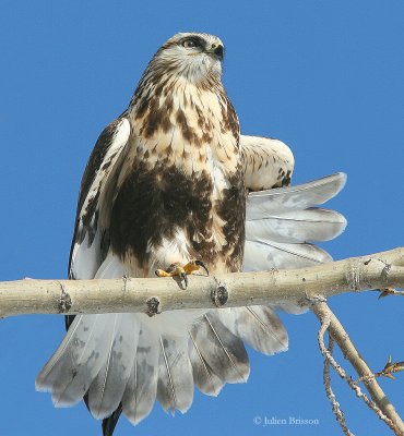 Buse pattue phase claire - Rough-legged Buzzard
