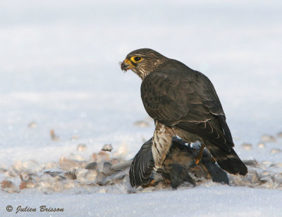 Faucon merillon femelle -Merlin