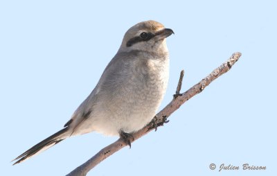 Pie-griche grise adulte - Northern shrike