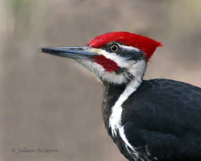Grand  Pic mle - Pileated Woodpecker