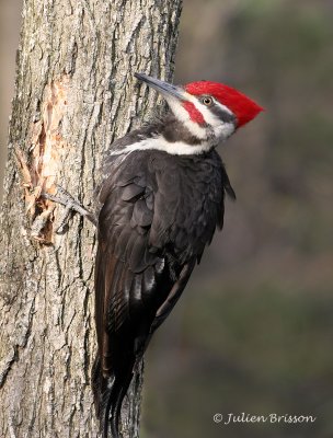Grand  Pic mle - Pileated Woodpecker