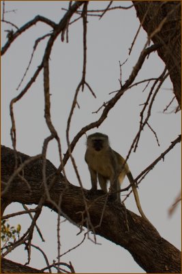 Baboons were also very difficult to spot.