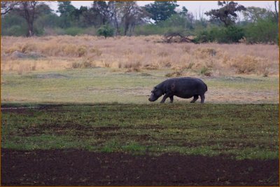 First and only time we saw a hippo out of the water. Doesn't it look like a pig?