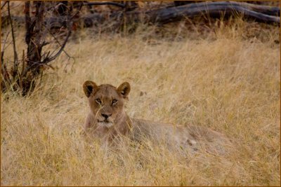 We were very lucky again! we came across seven lions resting after having hunted a zebra.