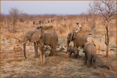 These elephants came also with us. They're being trainned to be safari elephants in the future.