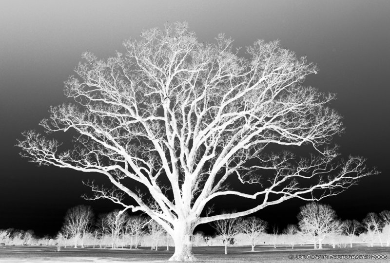 Oak_tree_01.jpg