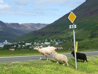 Icelandic sheep II
