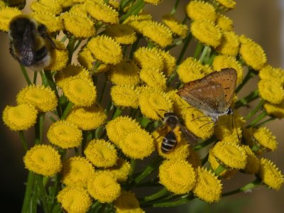 Three visitors