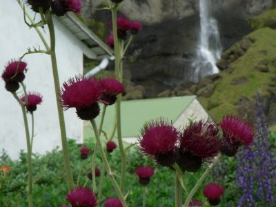 The garden