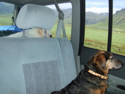 Travelling dogs