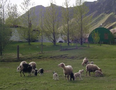 Newborne lambs