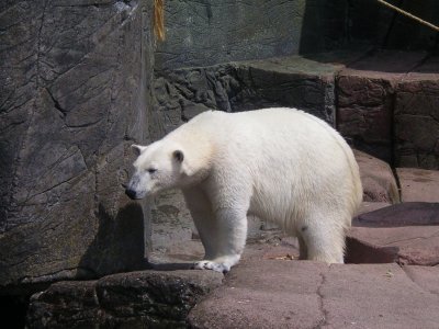 Polar bear