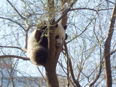 Baby panda II