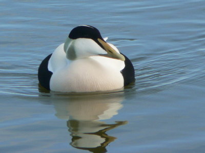 Eider