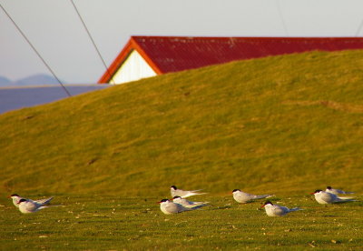 Krur  Seltjarnarnesi