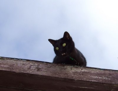 Trapped on a roof