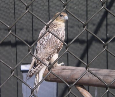 Icelandic falcon