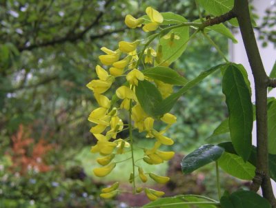 Laburnum
