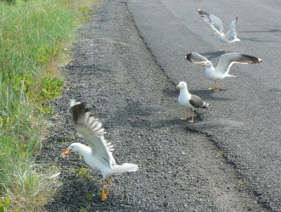 Dancing lesson, everybody in line !