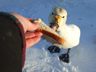 Me feeding a swan
