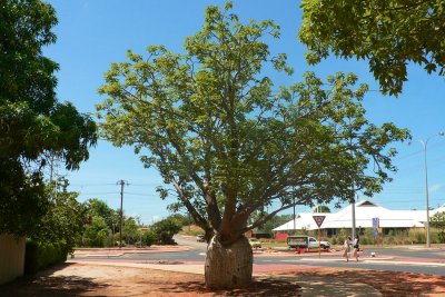 Boab tree