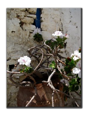 Fleurs blanches