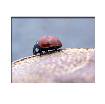 Coccinelle crabe   2 copy.jpg