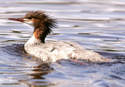 Canard, Rivière Rouge, Hautes Laurentides, Québec, 2007