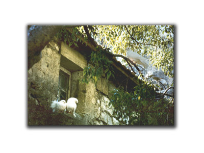 Colombes, Baux de Provence, Provence, France