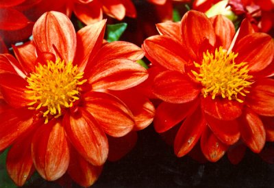 Fleurs22.jpg