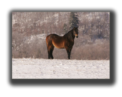 Cheval Noir.jpg