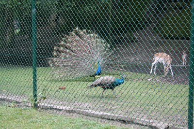 Natuurvrienden Barbeque Fortje 2-7-2005_0045.JPG