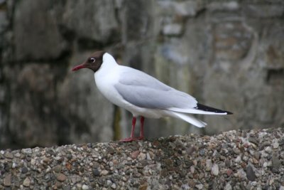 IMG_7260.jpg