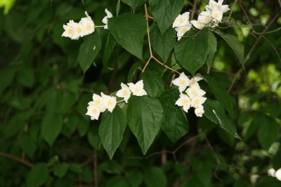 IMG_7318.jpg