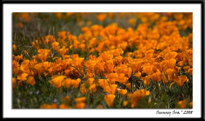 Fields of Orange