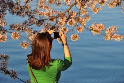Cherry Blossoms in Washington, D.C. -- April 2009, Nikon D300
