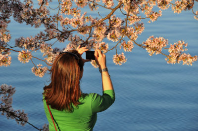Cherry blossoms, Tidal Basin, Washington, D.C.
