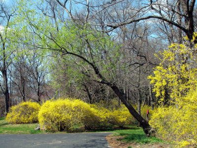 Long Island, N.Y., April 17, 2006