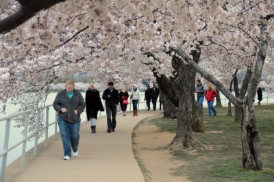 Cherry blossoms in Washington, D.C.