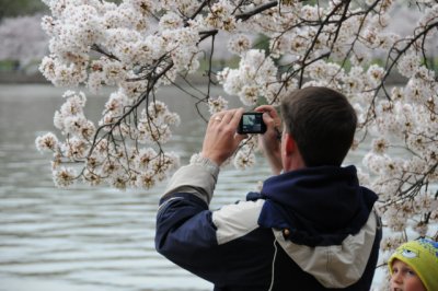 Cherry Blossoms along Tidal Basin, Washington, D.C.