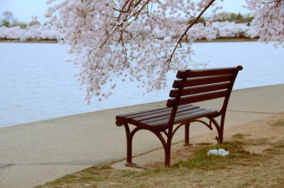 Cherry Blossoms along Tidal Basin, Washington, D.C.