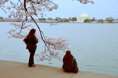 Cherry Blossoms along the Tidal Basin in Washington, D.C. The Jefferson Memorial is visible in the background.