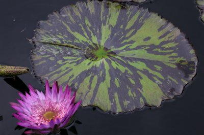 Longwood Gardens, Pennsylvania