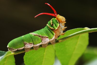 Caterpillar