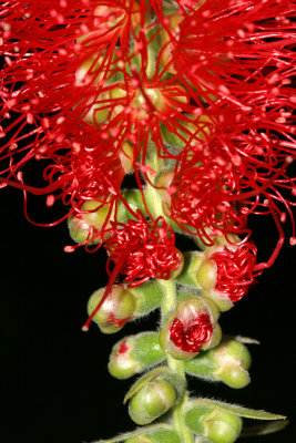 Callistemon